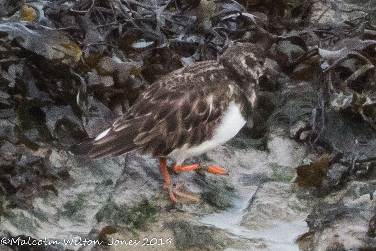 Turnstone