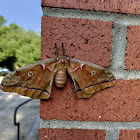 Polyphemus moth