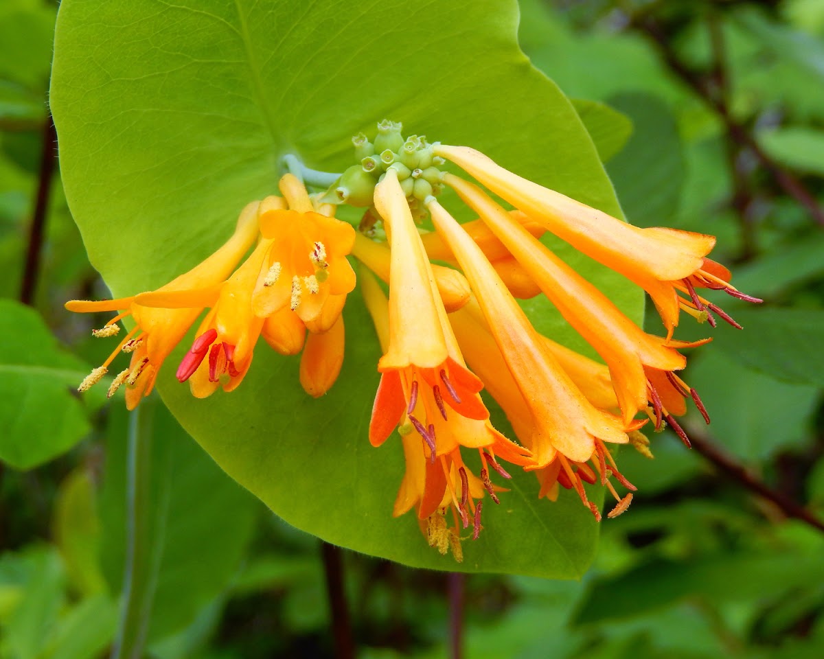 Trumpet Vine