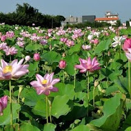 莫內的花園