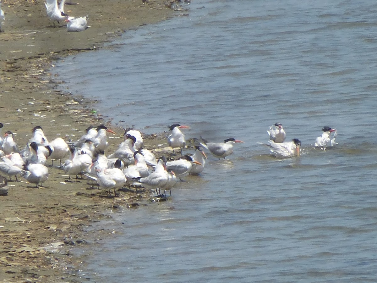 Terns bathing