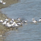 Terns bathing