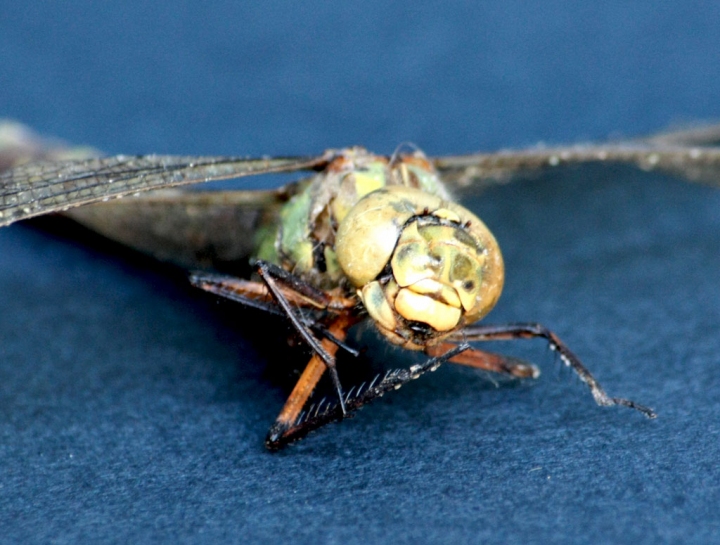 Libellula di torak