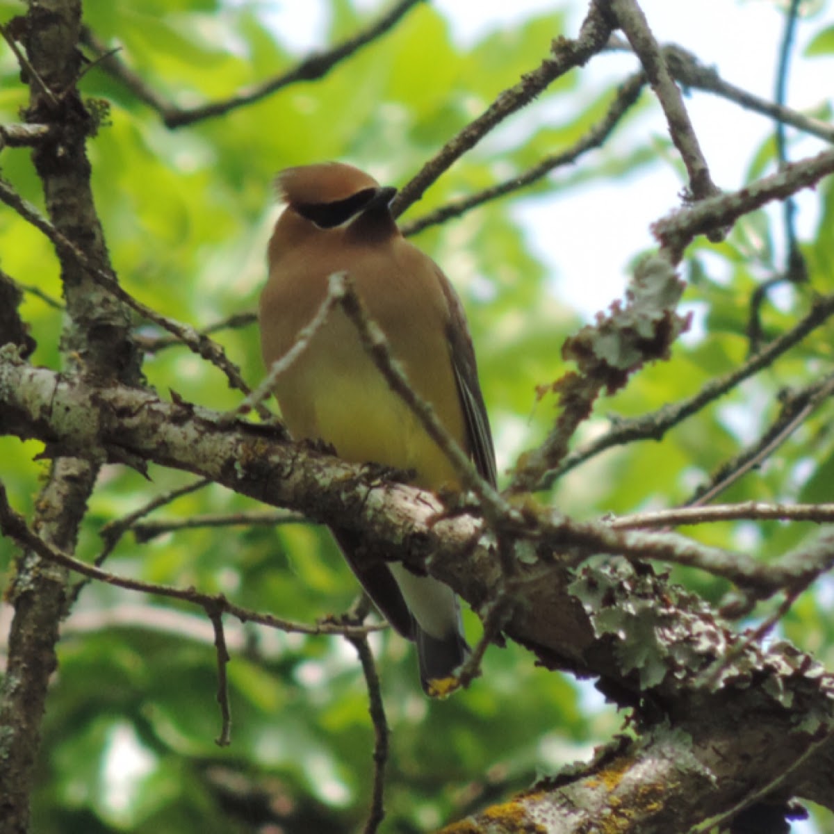 Cedar Waxwing