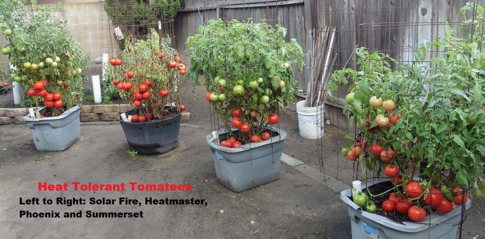 Tomato Plants Not Setting Fruit? Here's Why – Bonnie Plants