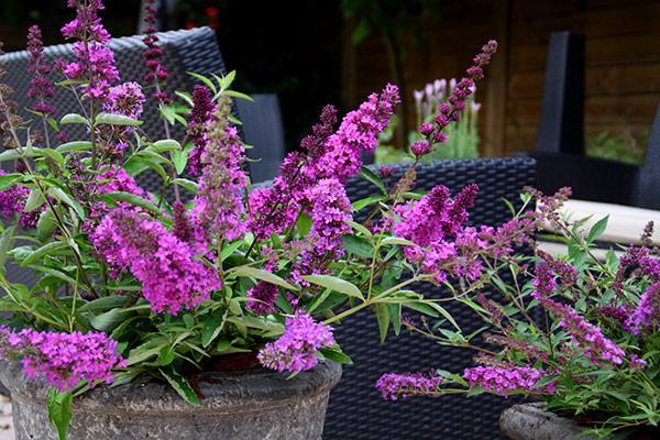 Buddleja Free Pettite Tutti Frutti.jpg