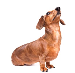 download Cat Dog Wallpaper free