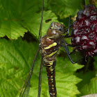 Mosaic Darner