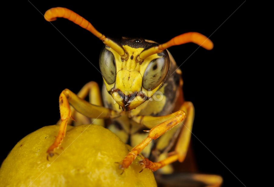 Polistes dominula male by Amanda Blom - Animals Insects & Spiders ( wasp, macro, nature, insect )