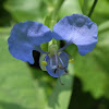 Climbing Dayflower