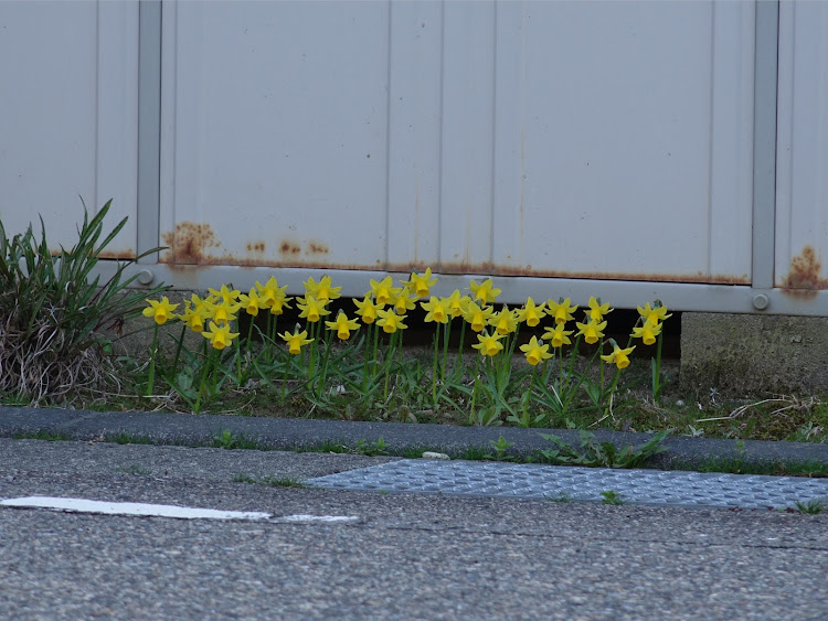スカイラインのサクラと愛車・桜開花まだまだ・弥彦山・新潟に関するカスタム事例の投稿画像3枚目