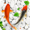 Koi Fish Live Wallpapers HD icon