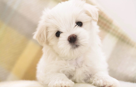 Cute Dog Wallpaper HD Custom New Tab Preview image 0