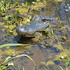 American Alligator