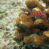 Coral Hawkfish