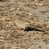 California Towhee