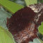 Common Palmfly