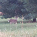 White-tailed deer