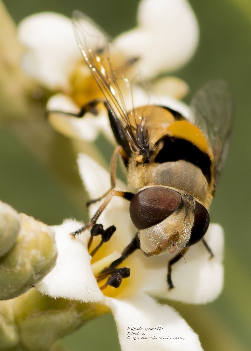 Palpada Hover Fly