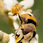 Palpada Hover Fly