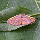 Geometrid Moth