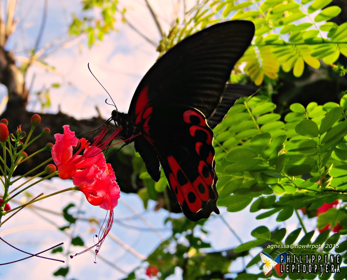 Scarlet Mormon ♂