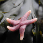 Starfish