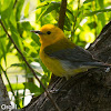 Prothonotary Warbler