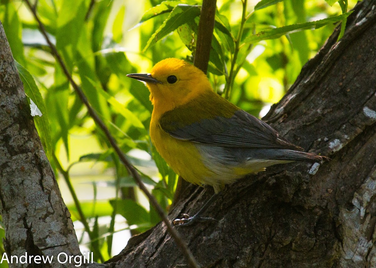 Prothonotary Warbler