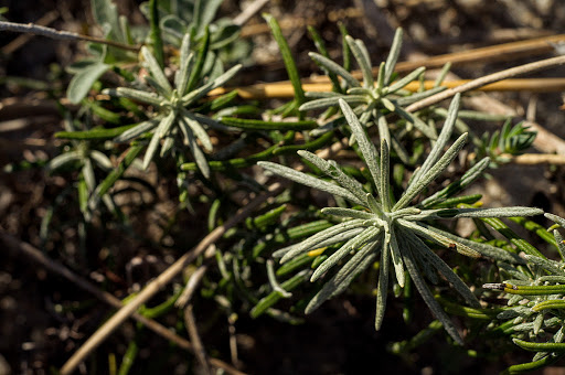 Helichrysum serotinum picardii