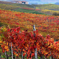 Le Langhe di 