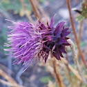 Nodding Thistle