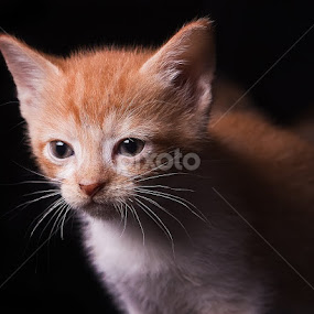 I see a mouse by Melanie Ayers Wells-Photography - Animals - Cats Portraits