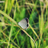 Eastern Tailed-Blue