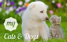 My Cats & Dogs Cute Cat Dog Kitten Wallpapers small promo image