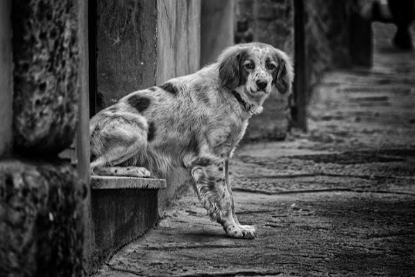 Seduta...straordinaria di Samuele Tronchi