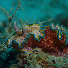 Nudibranch