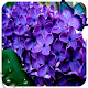 Download Flower Lilacs Live Wallpaper For PC Windows and Mac 1.0