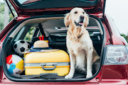 Whether you're taking your pets with you on holiday or leaving them at home, there are a few things you need to prepare for. 