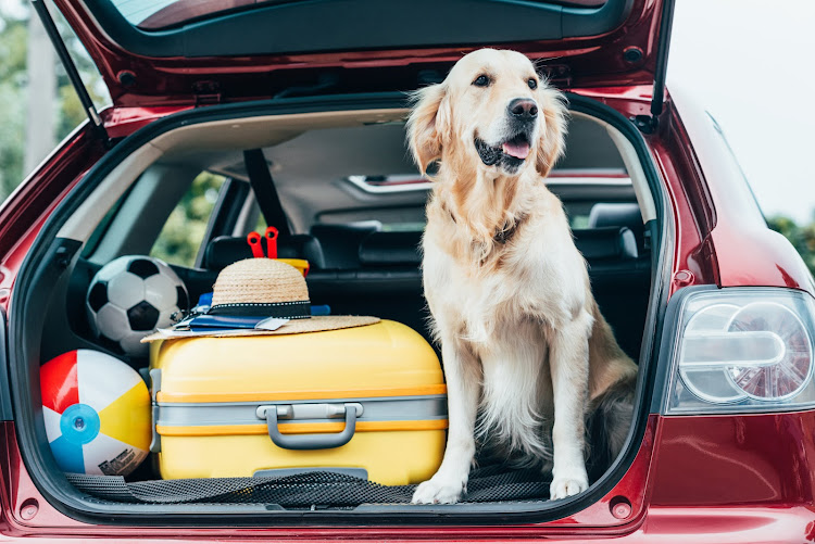 Whether you're taking your pets with you on holiday or leaving them at home, there are a few things you need to prepare for.