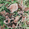 Brown jelly fungi; wood ears; witch's jelly.