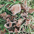 Brown jelly fungi; wood ears; witch's jelly.