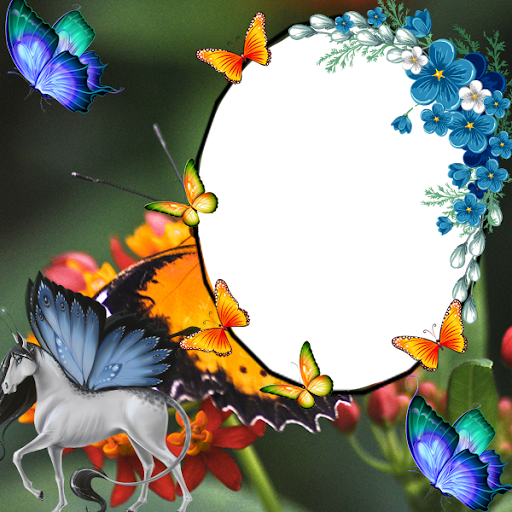 Butterfly Insta DP