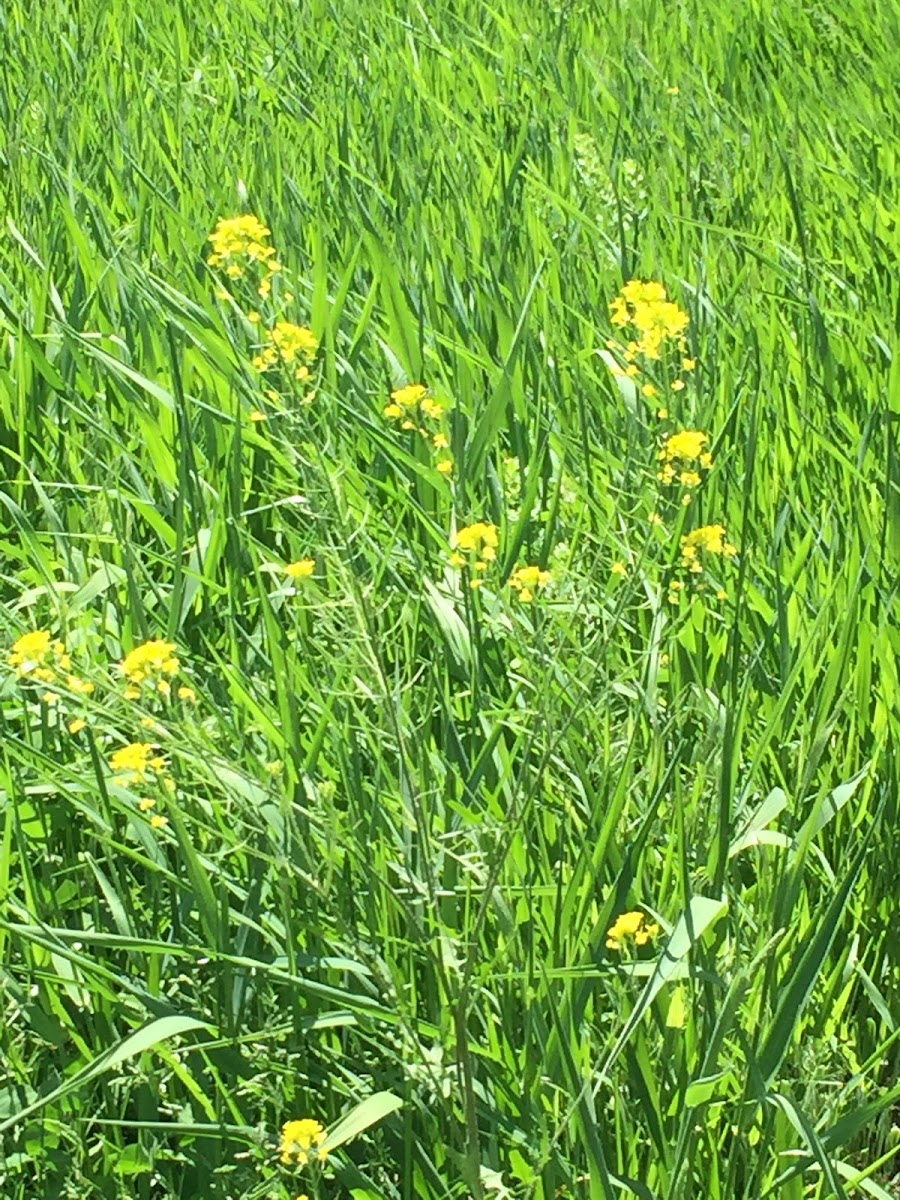 Euryops Pectinatus