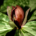 Sessile Trillium