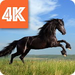 Horses Wallpapers 4K  Apk