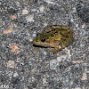 Southern Cricket Frog