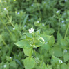 Chickweed