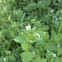 Chickweed