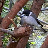 Grey Butcherbird